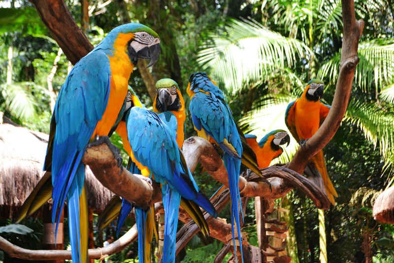 Parque das aves