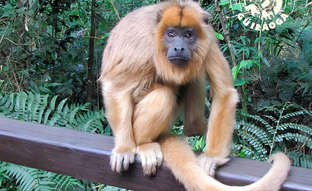 guira-oga