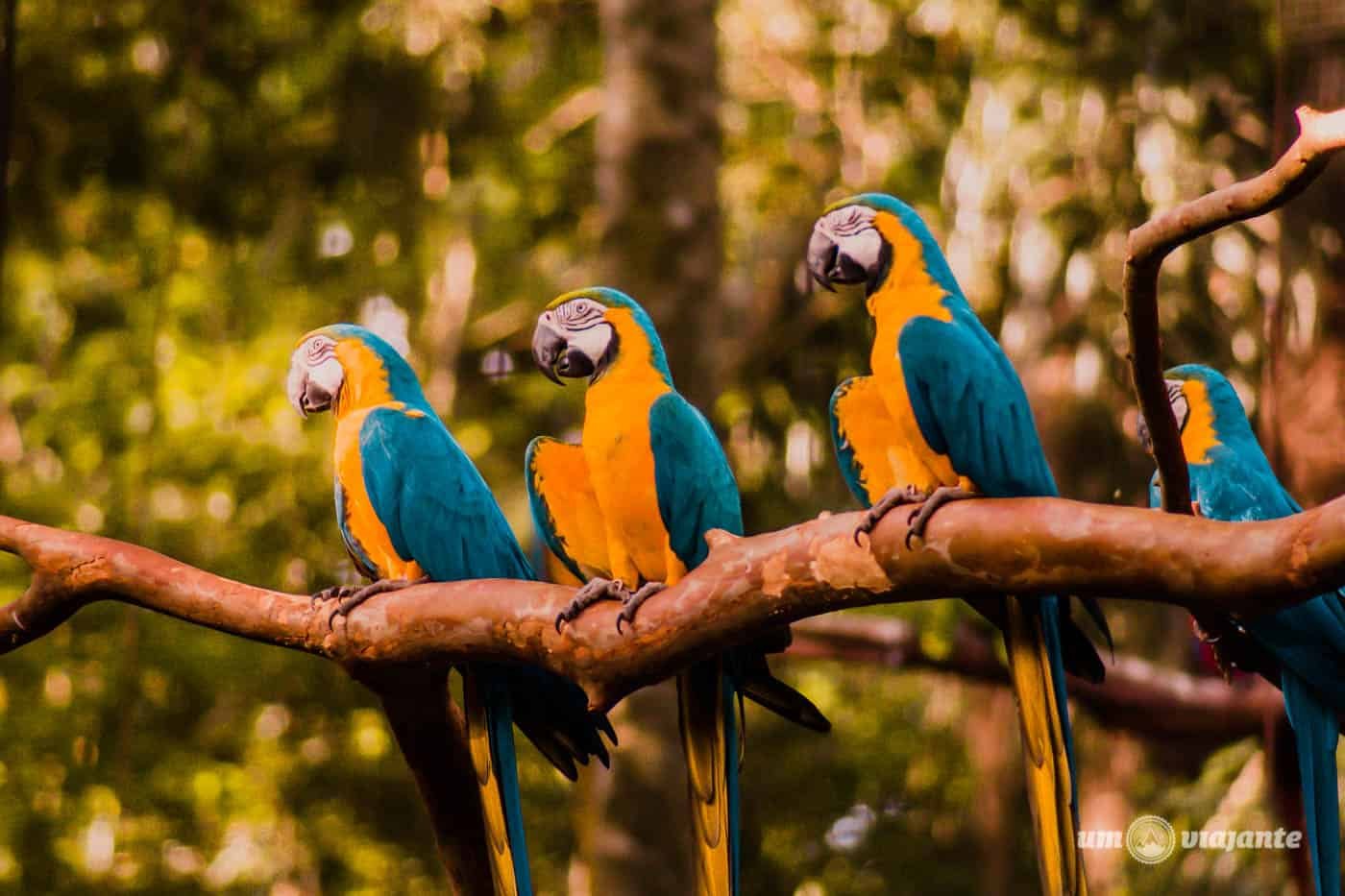 Parque das aves