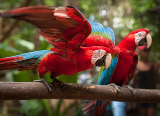 Parque das aves